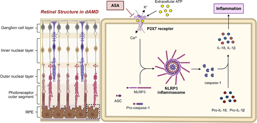 ARVOiovs's tweet photo. Shengjun Mao et al. from West China School of Pharmacy, Sichuan University find that alpha-asarone ameliorates dry age-related macular degeneration by modulating the P2X7/NLRP3 inflammasome axis. 
https://t.co/3V4gQZfyVo https://t.co/OdgWSLFjZt