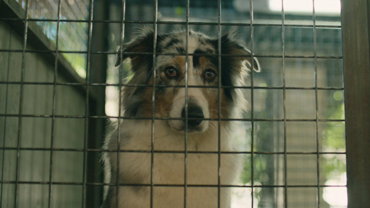 JL_Reichmann's tweet photo. 😢 #tournage #leomattei #amisdesanimaux https://t.co/VnjOpOZ6aC