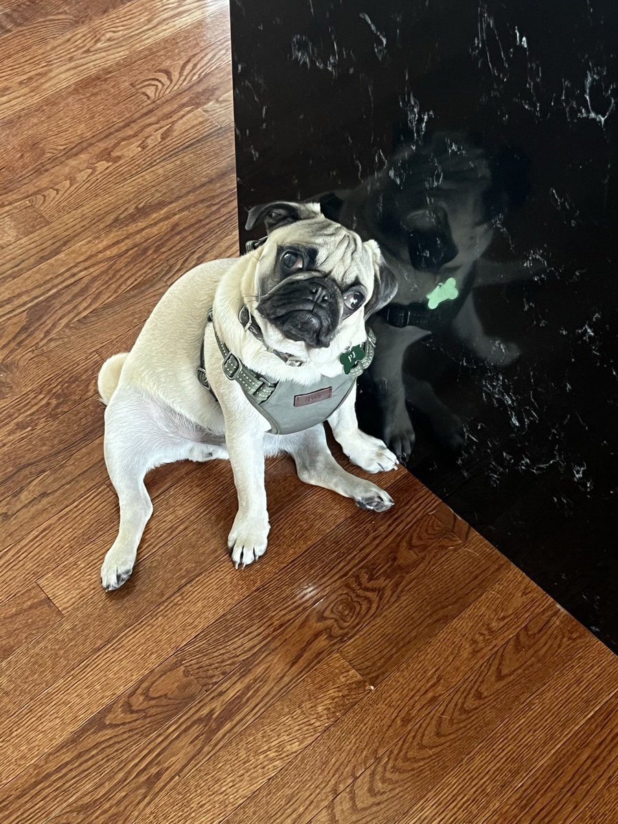 MariaLepera0908's tweet photo. Happy #nationalpugday to my little PJ and all the other #pugs out there! https://t.co/Zoh8v1NNzH