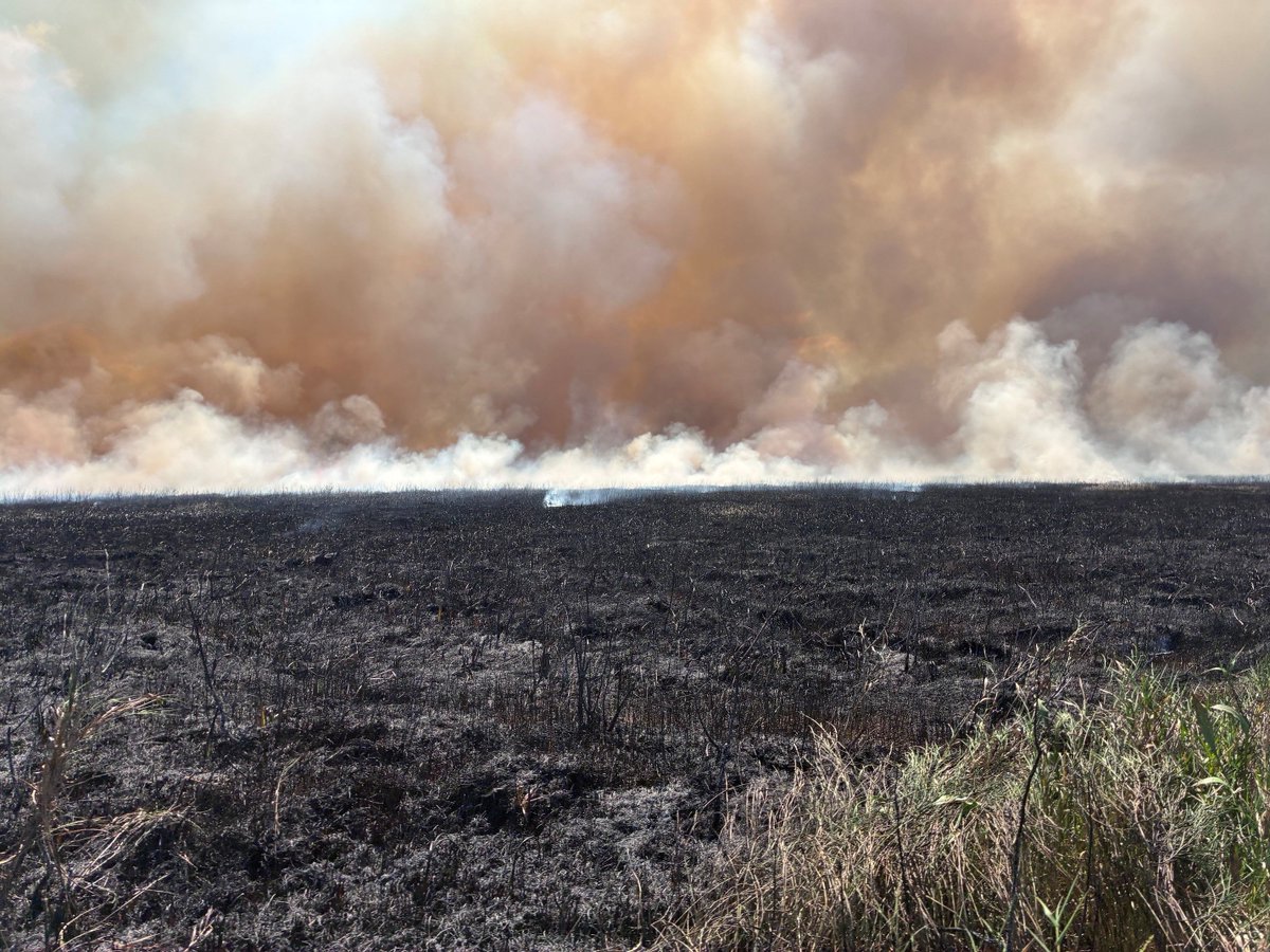 LDWF's tweet photo. 🔥LDWF staff conducted prescribed burns at White Lake Wetlands Conservation Area, treating 1,800 acres on Sept. 30 and Oct. 7. These burns help maintain healthy marsh habitat, support wildlife and reduce wildfire risk. Learn more: https://t.co/IXPOZvY164 https://t.co/pCZQxcvXus