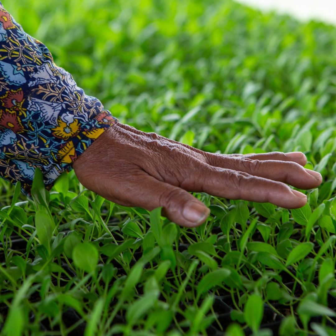 Heifer's tweet photo. 🌱 Healthy ecosystems build stronger, more resilient food systems. At #COP17, Heifer champions farmer-led solutions that protect biodiversity and strengthen livelihoods for generations.

📍 Yerevan, Armenia
🔗 https://t.co/Hb9vzGxbex

#Biodiversity #FoodSystems #COP17Armenia https://t.co/1qwrJxTSAY