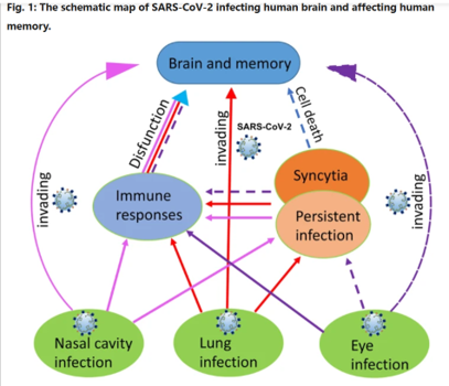 Redkiraz's tweet photo. OK, people don't read studies. Could they at least look at 4 images please
PLEASE🙏
Children <10-12 y.o. "are supposed to be the most important stages for the brain development, which implicates that the effects of viral infection on children’s brains can be more destructive"
1/2 https://t.co/67WLEZC0tG