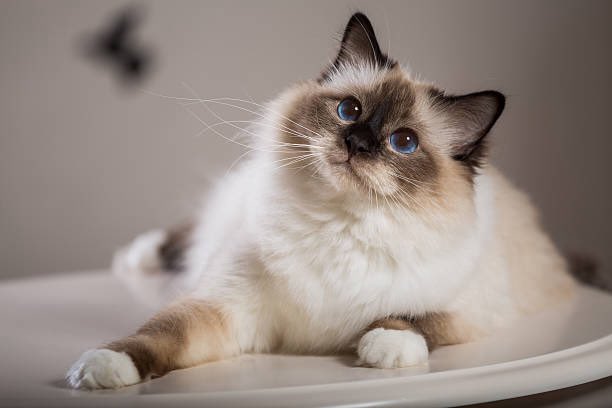 PopBase's tweet photo. Today is Global Cat Day. https://t.co/FzbP6pjHDd