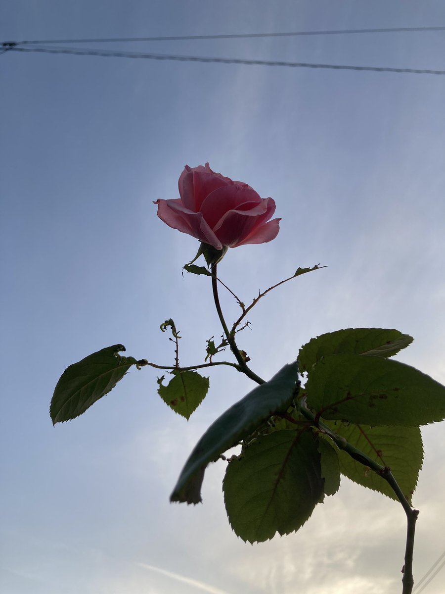 runrunnainuu's tweet photo. おはな　　 #🌹　　#🩷　　#☁️  
 
今日は目が覚めたついでにお散歩🐕
am6:00 https://t.co/BKe9lNLL5u