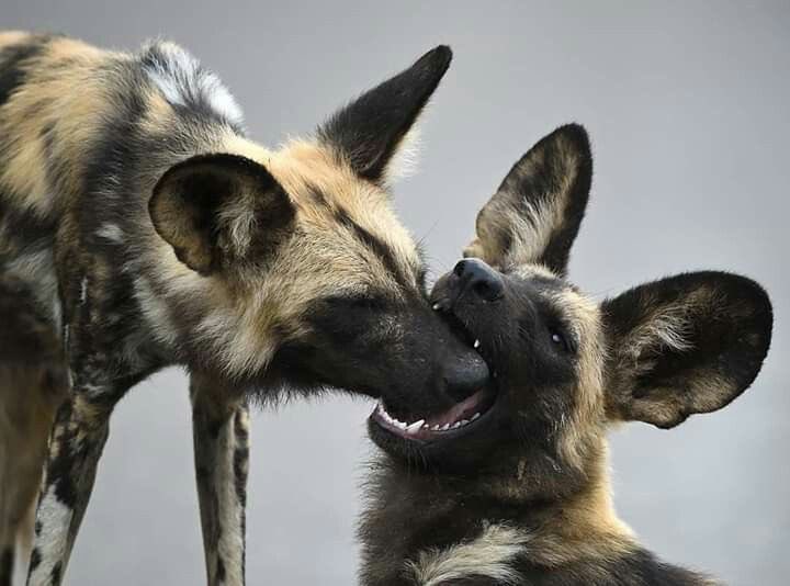 WEBWlNGZ's tweet photo. luke and driver but as wild dogs #cartheft https://t.co/c9CDDFU0mw