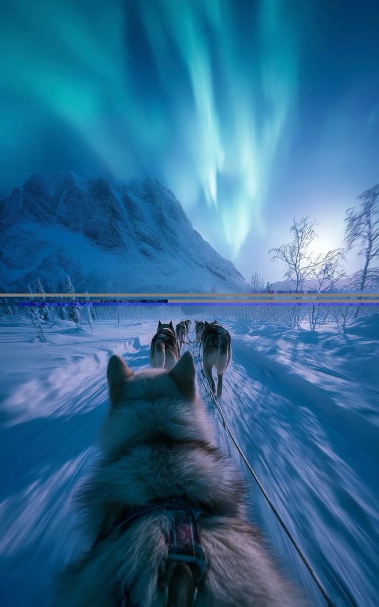 luxinity64's tweet photo. 🌌🐺 Where the Arctic wilderness meets the magic of the Northern Lights… ❄️✨

Racing through a snowy paradise, guided by the dancing colors of the Aurora Borealis. 💙💚 Some journeys feel like dreams you never want to wake up from. 🛷🌨️

#NorthernLights #AuroraBorealis #Husky https://t.co/988jryqtxT