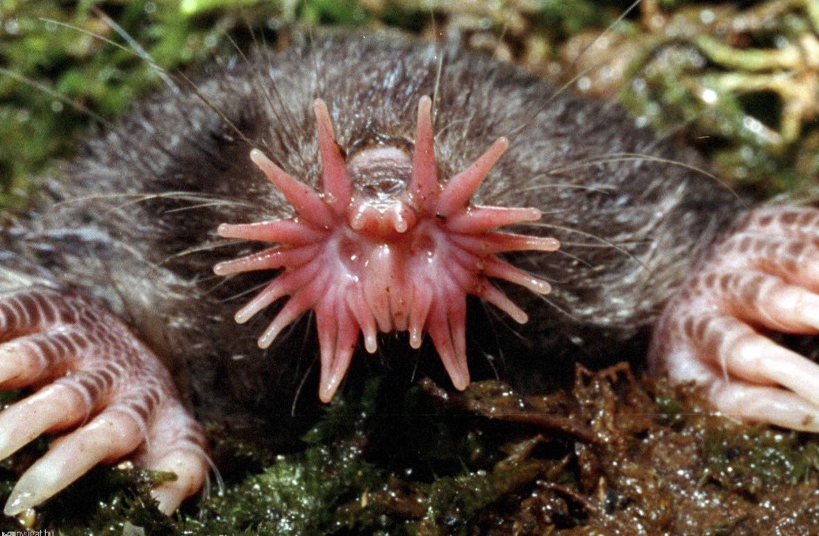 FunkyFellasWkly's tweet photo. Did you know star-nosed moles have 22 fleshy tentacles on their noses and can identify and eat tiny prey in as little as 120 milliseconds? Their noses are so sensitive that they basically function as tiny biological scanners! https://t.co/HFHHgbPI0b