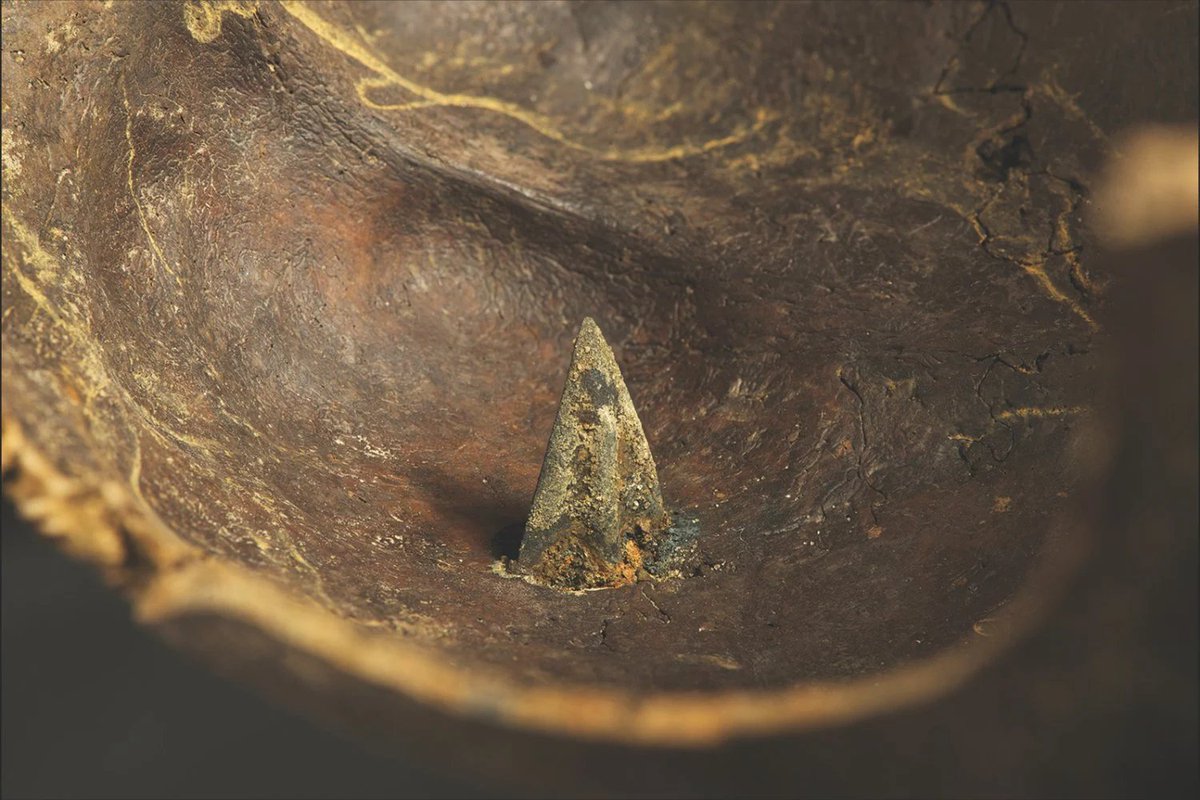 AncientHistorry's tweet photo. In 1996, an amateur archaeologist was walking along the Tollense River in northern Germany when he spotted a human arm bone sticking out of the riverbank.

Lodged in the bone was a flint arrowhead.

Archaeologists eventually started digging, and they kept finding bodies. The remains of more than 140 people so far, along with horses. And they've only excavated a small part of the valley.

The bones dated to around 1250 BC. Most of them were young men. Many had wounds that never healed, because they died from them. Arrowheads stuck in bone. Skulls smashed by blunt weapons. Wounds from behind, as if men were cut down while running.

This was a battle. Probably the oldest large-scale battlefield ever found in Europe.

Before Tollense, most historians thought Bronze Age northern Europe was a world of small villages and small fights. Raids, feuds, maybe a few dozen men at a time.

Tollense blew that up. Based on how many died and how much ground the fighting covered, researchers have estimated that a few thousand men might have taken part.

Some of them had old healed injuries, too. These weren't farmers grabbing whatever was nearby. Some look like men who had fought before.

The weapons were a mix. Bronze swords and spearheads. Bronze and flint arrowheads. And wooden clubs, including one shaped like a baseball bat and one shaped like a croquet mallet.

Then it gets stranger. Chemical tests on teeth suggest many of the dead didn't grow up anywhere near the valley. And in 2016, archaeologists found what looks like one warrior's personal kit, a bundle of bronze tools and scrap metal. The style points to someone from southern central Europe, hundreds of miles away.

So who was fighting whom, and why here? Nobody knows for sure. One theory is that the battle was over a causeway crossing the river, part of a trade route.

There's no written record of it. No names, no winner, no story.

Just a riverbank full of young men, 3,000 years old, and a war nobody knew had happened.