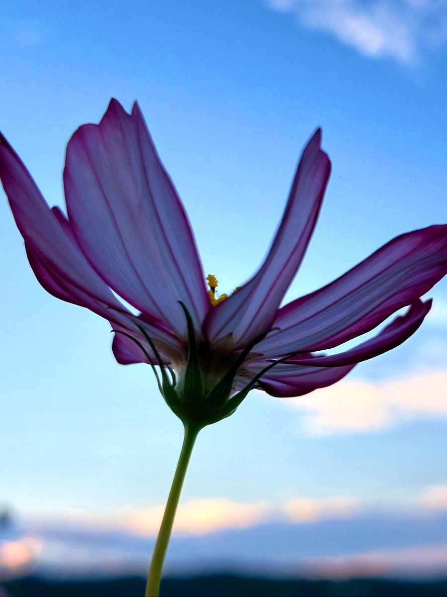 moritaka_farm's tweet photo. おはぴ　夕暮れのコスモス🌸 https://t.co/Il6KxJfCzS