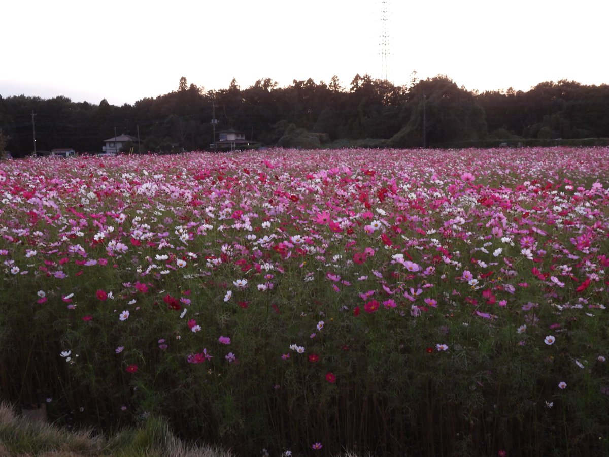 FmMoka874's tweet photo. やなぎ’ｓ 写真館 📷 vol 368
ライトアップのコスモス🌙

イベント前のライトアップされたコスモスを観に行きました！
小さなお子さん連れのグループやカップルがそれぞれのスポットを探して写真を撮っていました！
月とのコラボも試してみましたが？ https://t.co/8mQSZka0Aq