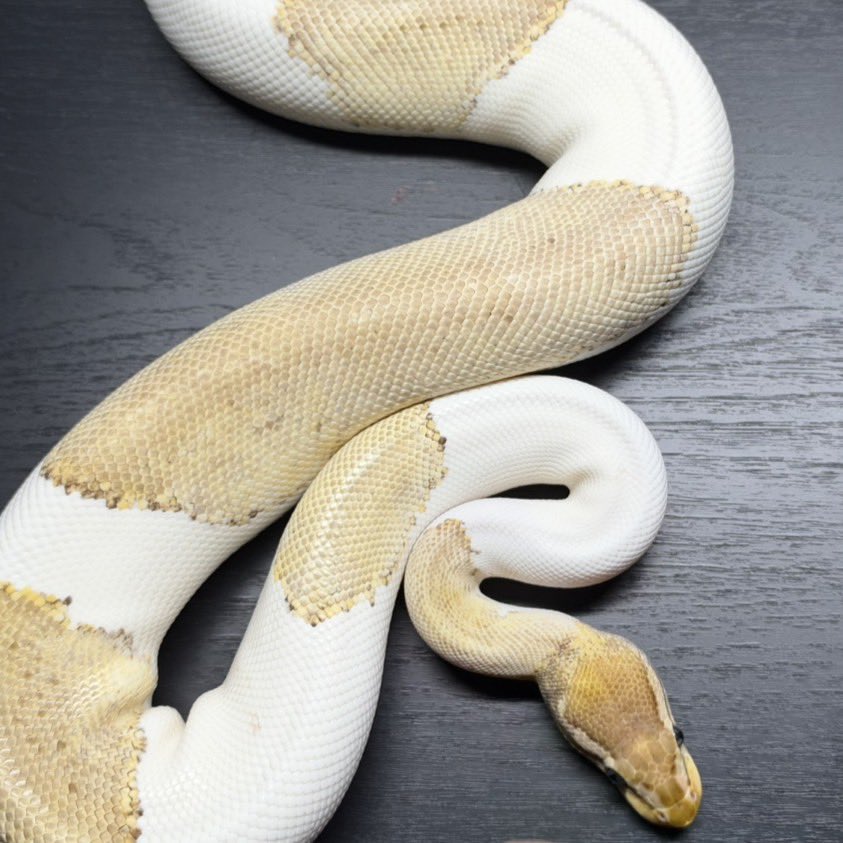 Dnasty0014Y3l's tweet photo. #06Shockwave
#YellowBenjamin
#BallPython
#ボールパイソン
#YB
0.1 Pastave Pied https://t.co/GiLaf5JCSP