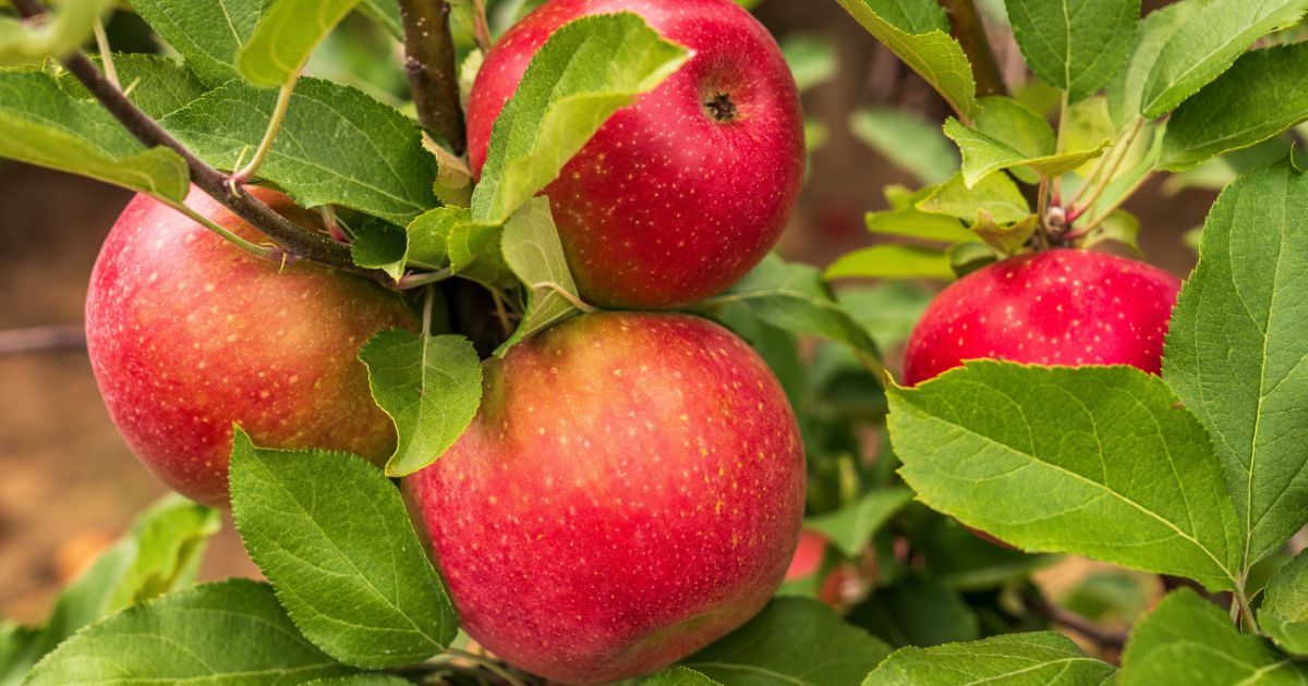 MurphyInsurance's tweet photo. 🍎 Here's a fun local event to add to your weekend plans! 

@CarlsonOrchards' Annual #AppleFestival features apple picking, wagon rides, live music, fall treats & local artisans!

📅 Sat. Oct. 17 | 10 AM–5 PM
📍 115 Oak Hill Rd, #HarvardMA
🔗 https://t.co/cFXYEKcXdS 

#ApplePicking #FallFun