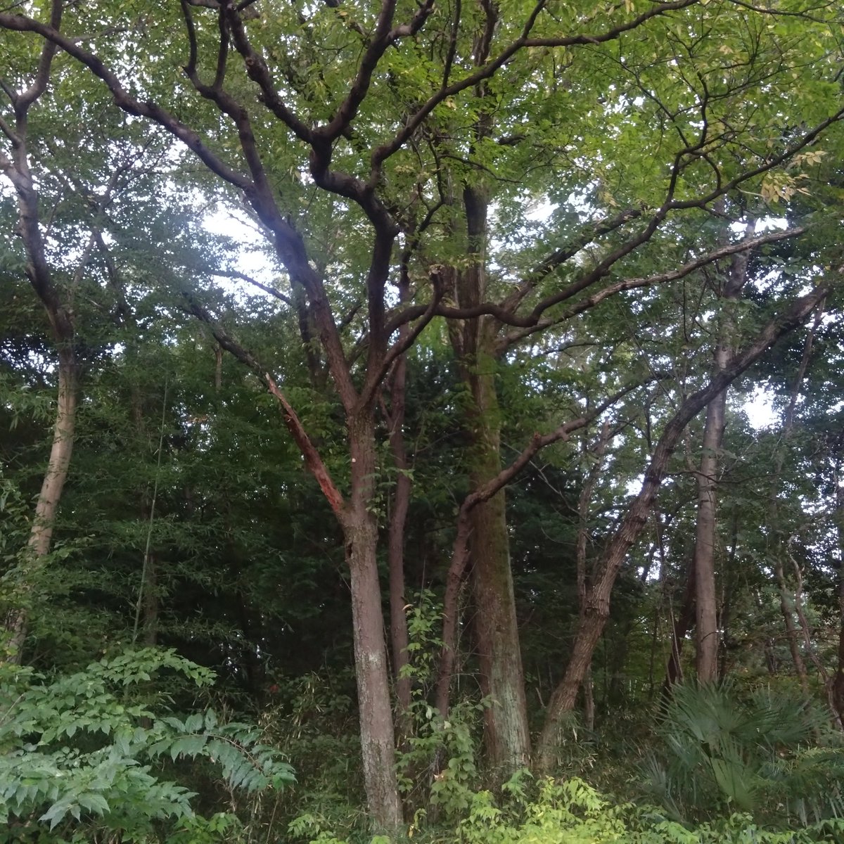 kurosan0210's tweet photo. おはようさんです
今朝は
気持ちがダウン気味
身体動かさないと
メンタルも不調になるんよね😭
まぁ切り替えて
今日もコツコツ
楽しんでいきましょう！！！ https://t.co/ccKVA4uh9F