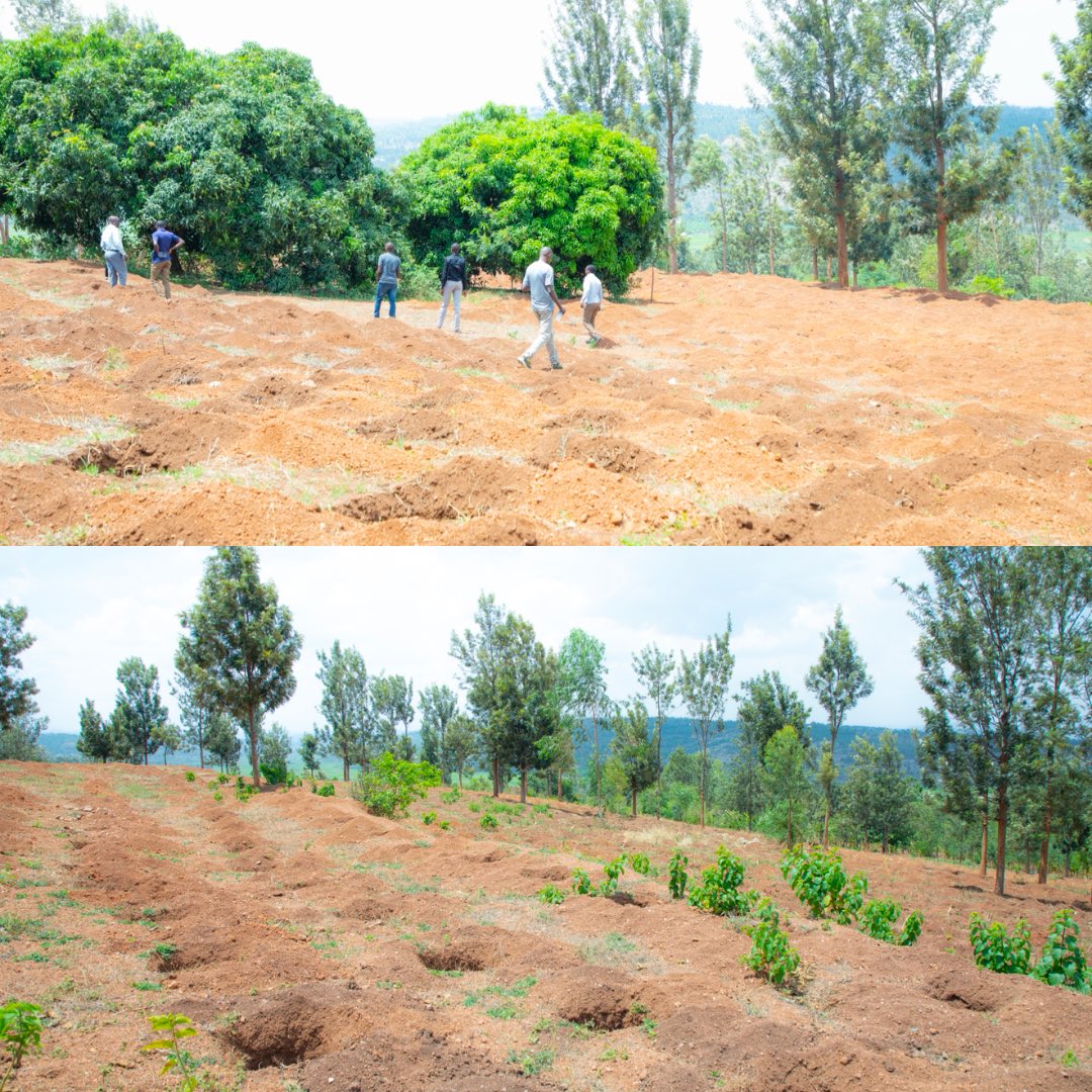 ShyogweDiocese's tweet photo. 3/3 | The Bishop and team continued to the large coffee-growing site in Mpemba, the Nyarugenge, as well as two sites in Vunga and their coffee tree nursery. 
The visits reviewed progress and guided ongoing preparations to expand coffee farming and improve community livelihoods. https://t.co/N3FwUesphy