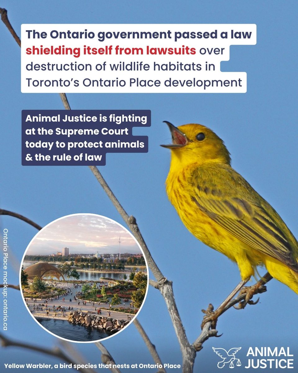 AnimalJustice's tweet photo. BREAKING: Animal Justice is at the Supreme Court of Canada today fighting for government accountability when animals & their habitats are harmed!

#OntarioPlace in Toronto is home to diverse wildlife, including migratory birds, minks, & beavers. But the Ontario government’s massive redevelopment project has already destroyed hundreds of trees, threatening crucial wildlife habitat ⚠️

The province passed a law shielding itself from lawsuits related to the redevelopment. Now, Animal Justice is intervening in a landmark Supreme Court case challenging that law.