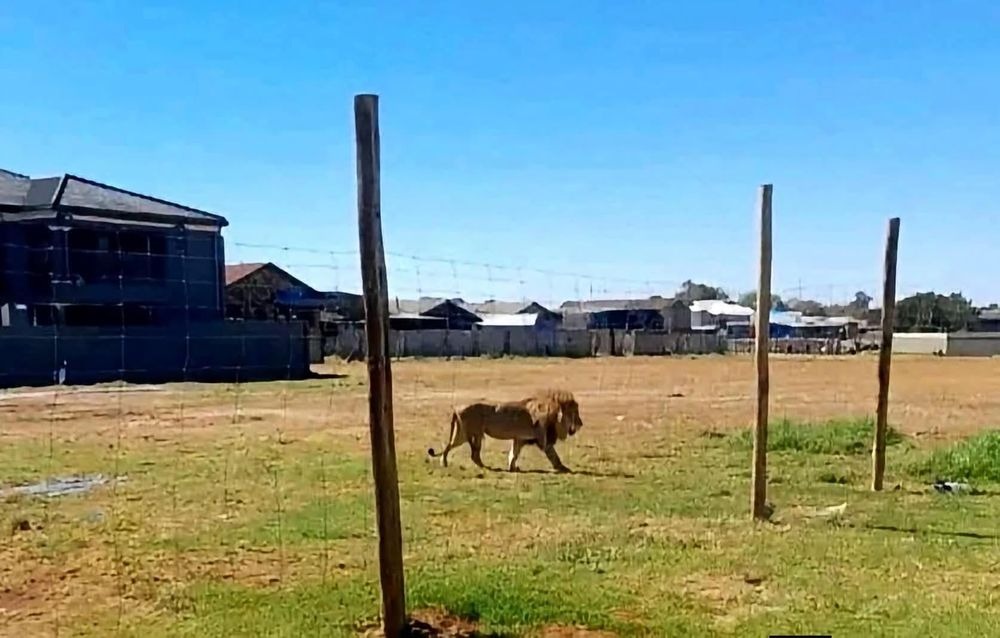 DontBeBobby's tweet photo. 🚨 A LION is on the loose near homes in Meyerton, South Africa 🦁
A guard spotted it at 3:50am and nobody knows where it came from 😳 Keep kids and pets inside, locals told.
Escaped pet or wild stray? 👇 Drop your theory!
#Lion #SouthAfrica #WeirdNews
https://t.co/1RlroIBgOb https://t.co/KiOz6RKjLz
