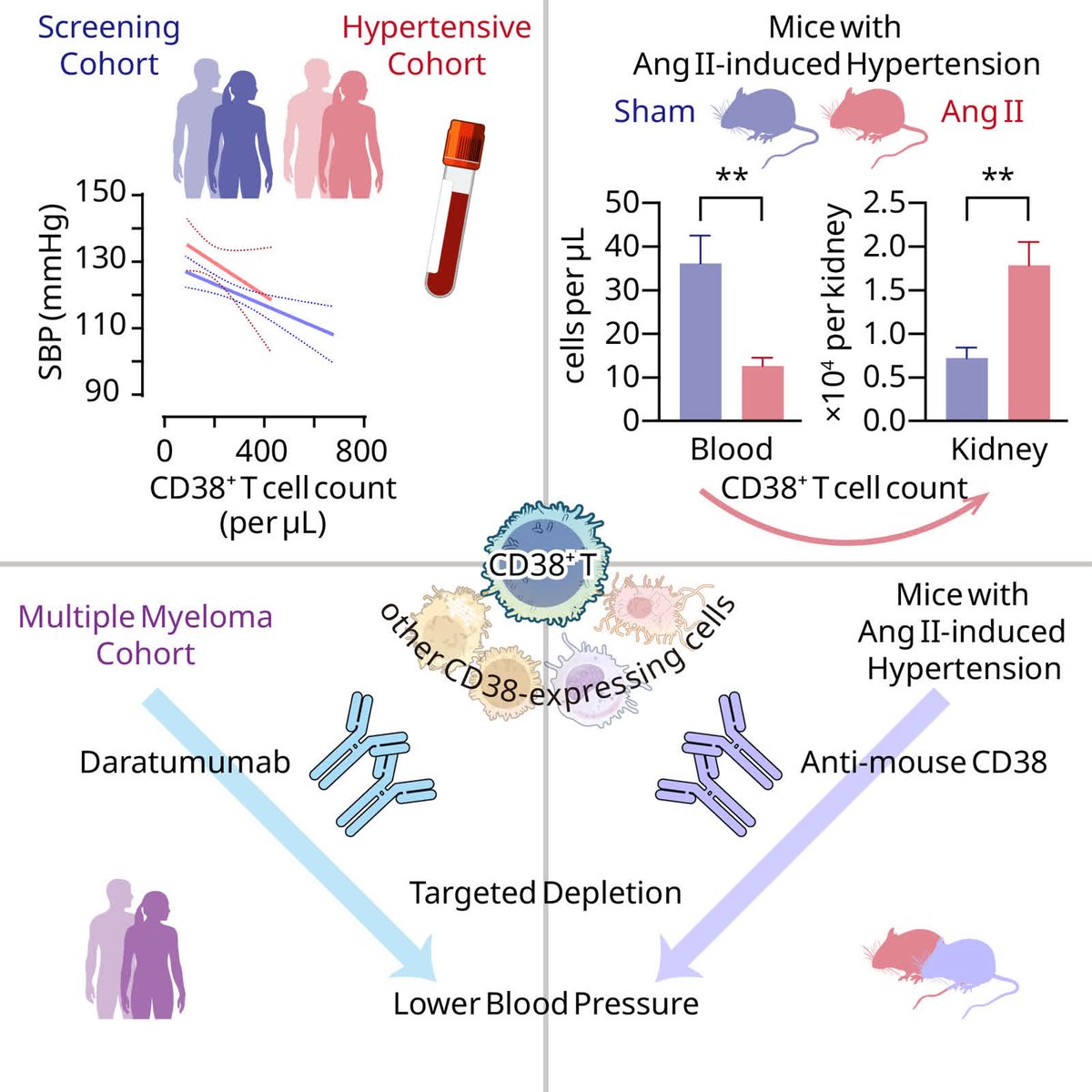 HyperAHA's tweet photo. RESEARCH ARTICLE: CD38+ T-Cell Count Is an Immunologic Phenotype Associated With Blood Pressure

https://t.co/96YOuYFDFj https://t.co/uY5OjAVlJA