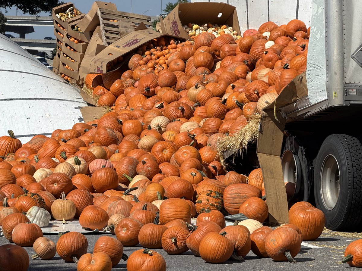 MountPleasantPD's tweet photo. Officers have right two lanes of Coleman Blvd coming off the Ravenel Bridge blocked because an 18-wheeler struck a low-hanging limb and spilled its load of pumpkins. https://t.co/tV1ZTtILnc