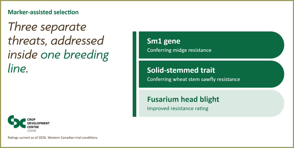 CDC_USask's tweet photo. Midge resistance and sawfly resistance almost never show up in the same variety.
CDC stacked both, plus improved fusarium head blight resistance, into the same breeding lines.
#cdnag #agresearch #saska https://t.co/SLFDn7jdnK
