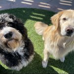 Photo by The Adventures of Beau & Dusty (@BmanBeau)