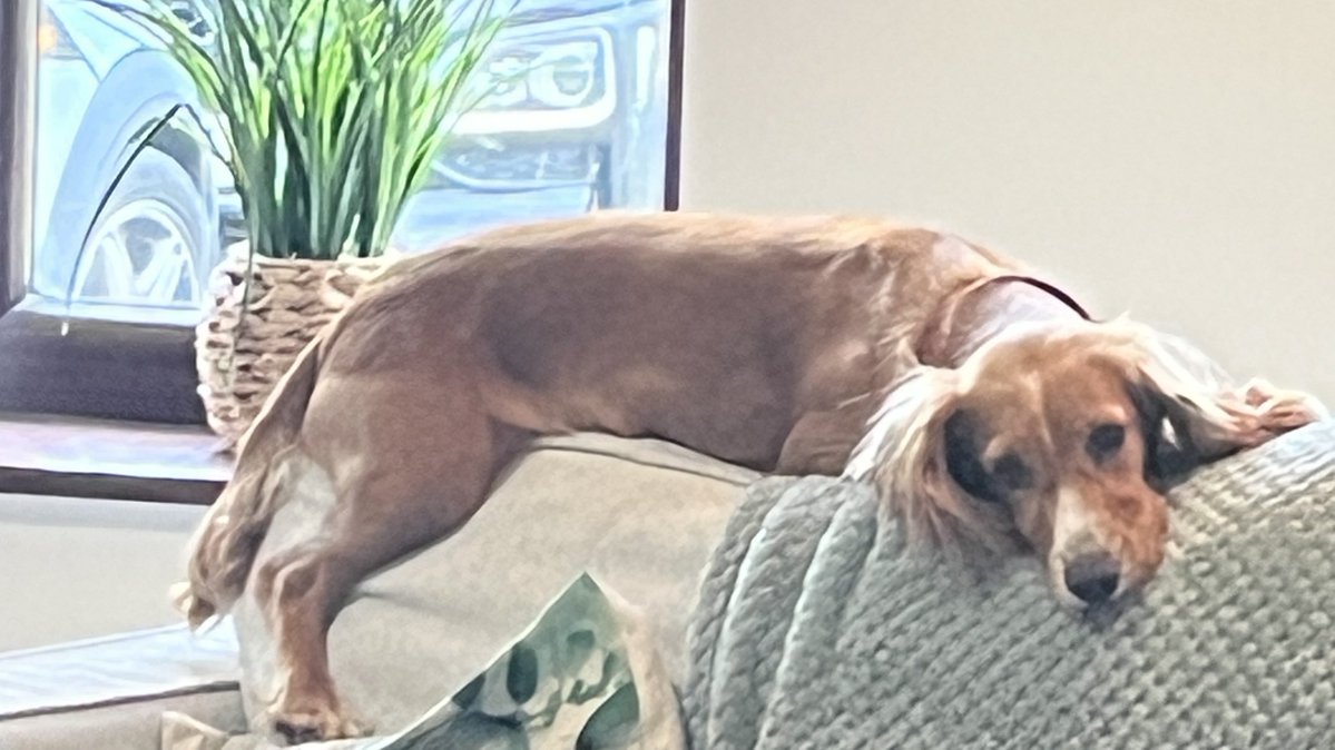 millypod1's tweet photo. 🆘15 OCT 2026 #Lost Rosie #ScanMe
Cocker Spaniel Female
#Worthing #Dereham #NR20 #Norfolk
Was with owners other dog a white Lurcher who has since come home but Rosie hasn’t followed.
https://t.co/Qap7p9gIMx https://t.co/XRkBVMVcYN