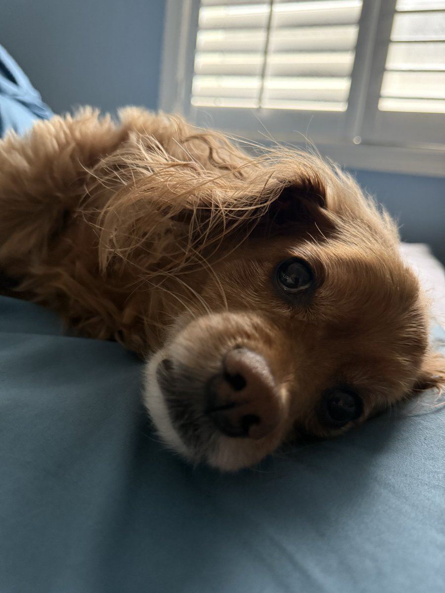 BigBoyRipsTCG's tweet photo. Joining in on #petbound with my little Luna https://t.co/FoaVxMClvE