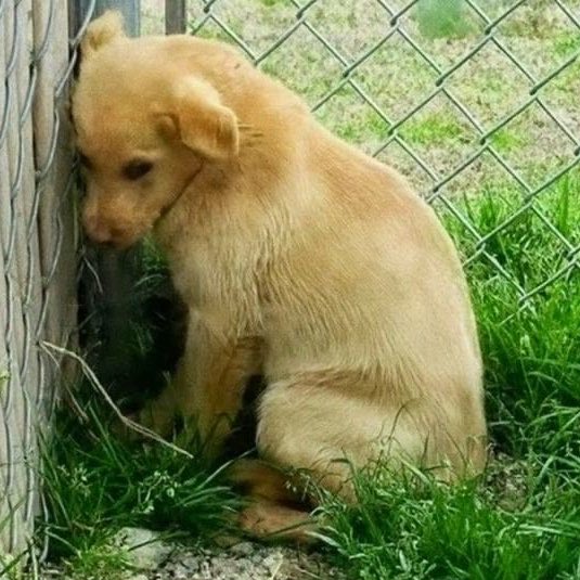 mayoiayasee's tweet photo. seeing them both seperated and sad is making me cry so badly https://t.co/tXsF6UBk1t