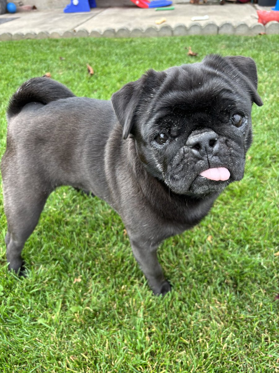 Jedi_Jill's tweet photo. It’s always National Pug Day in my house! 🖤🖤💛 #Kikyo #Sakura #Yuki #Pugs #NationalPugDay https://t.co/TiyeFYirJL