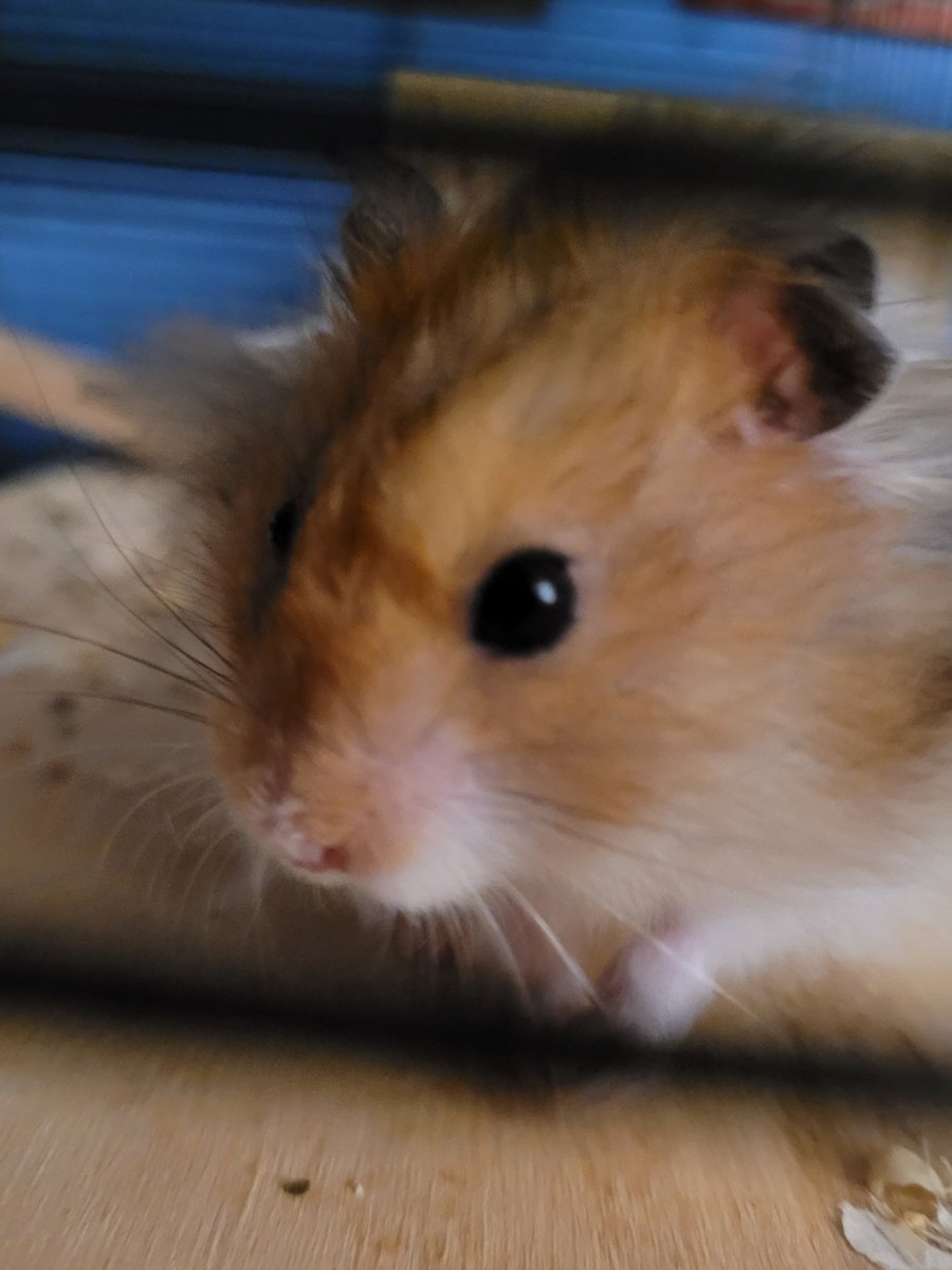 buruburupes's tweet photo. hi 👋 he says hi https://t.co/w9SjScKwAi