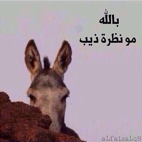 Saudinumber1_'s tweet photo. @slocpnq نظراته بعد ما يهبد https://t.co/DBgLno3tjF