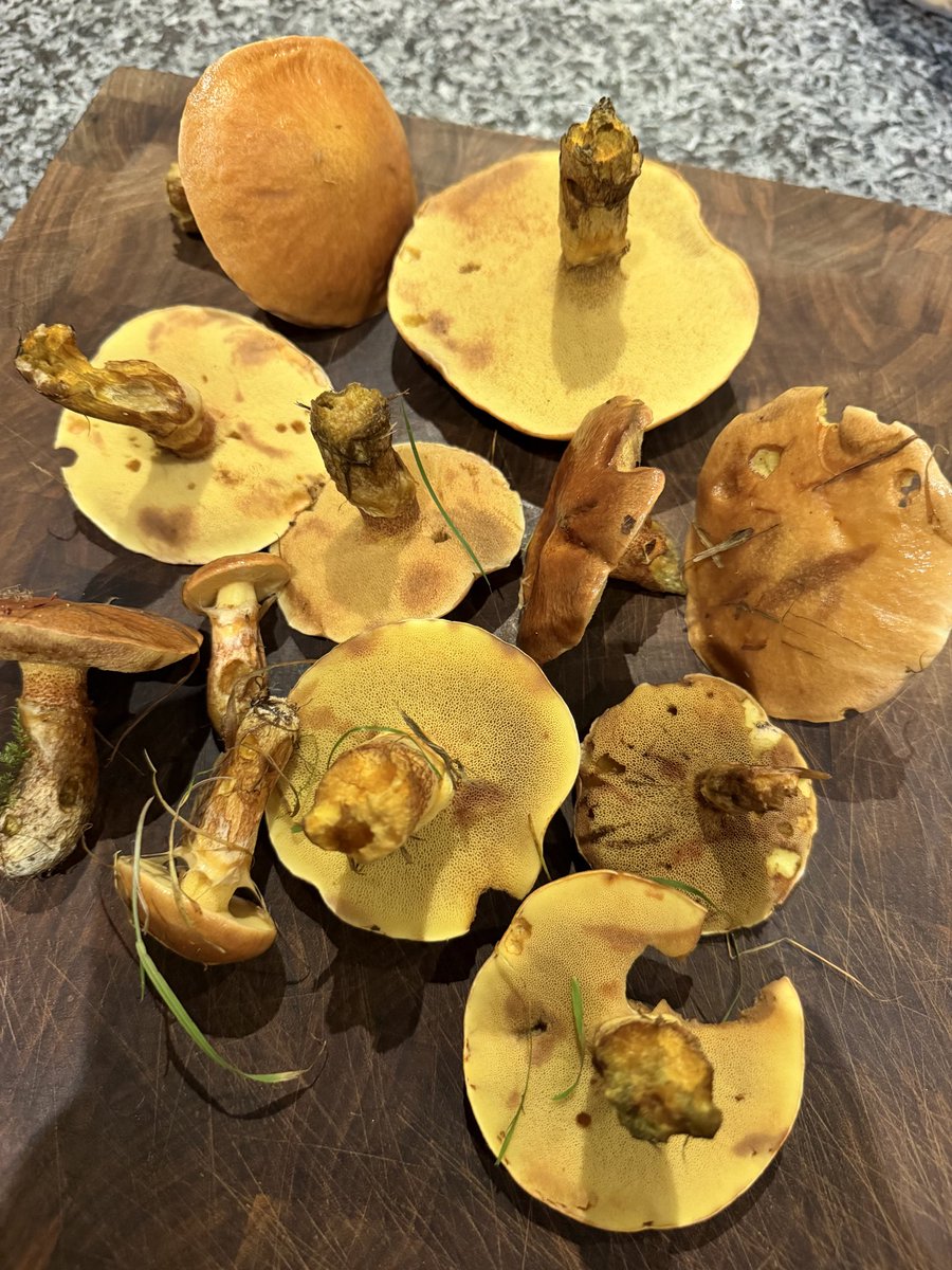 quantockenviro's tweet photo. Tonight’s #mushroom harvest. Common field mushrooms and mixed bolete 🍄‍🟫☀️#Quantocks https://t.co/9ZJwDH4uPy