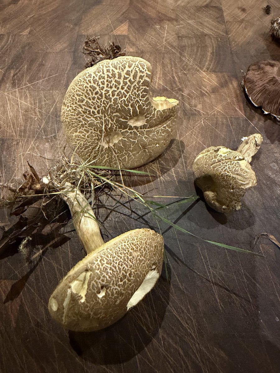 quantockenviro's tweet photo. Tonight’s #mushroom harvest. Common field mushrooms and mixed bolete 🍄‍🟫☀️#Quantocks https://t.co/9ZJwDH4uPy