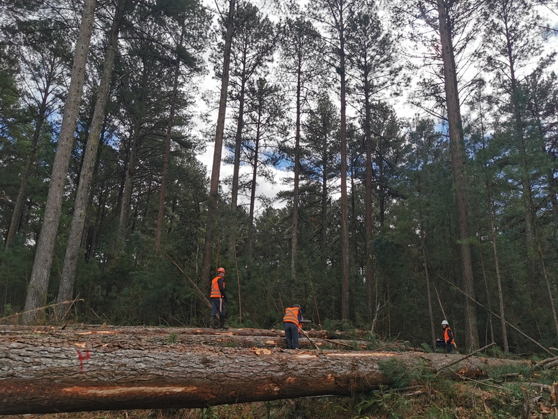 MundoGEO's tweet photo. Embrapii UFV – Fibras Florestais e Katam desenvolvem solução que usa imagens e inteligência artificial para estimar o volume de madeira sem derrubar árvores https://t.co/MGTkdeVBY4 https://t.co/1hDDtyJzsT
