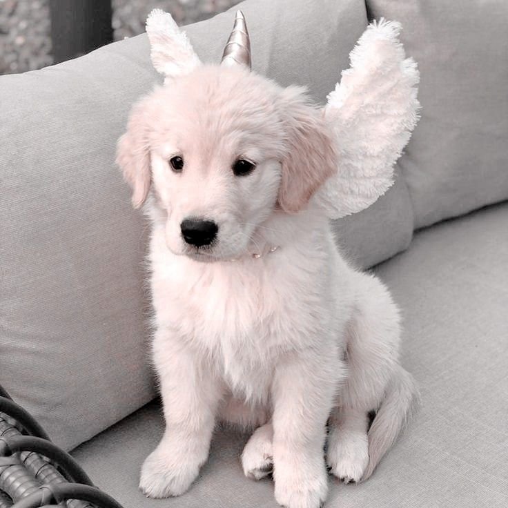 charlery77333's tweet photo. Face reveal!!!🐾🪽 https://t.co/SiSiTLtPMf