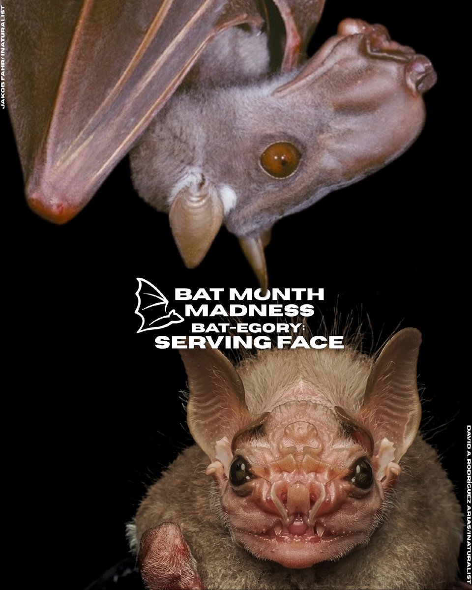 BatConIntl's tweet photo. A FACE-off of epic proportions: two total lookers have advanced to the finals in the Bat Month Madness Serving Face category. 

Cast your vote now! 🗳️⬇️ https://t.co/VEVhlDqmk0