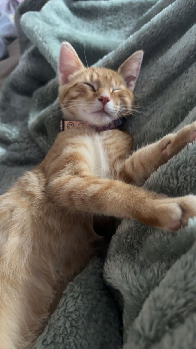 ChloeeMaehem's tweet photo. My cat… as promised 😜 https://t.co/BO4eOm3LQc