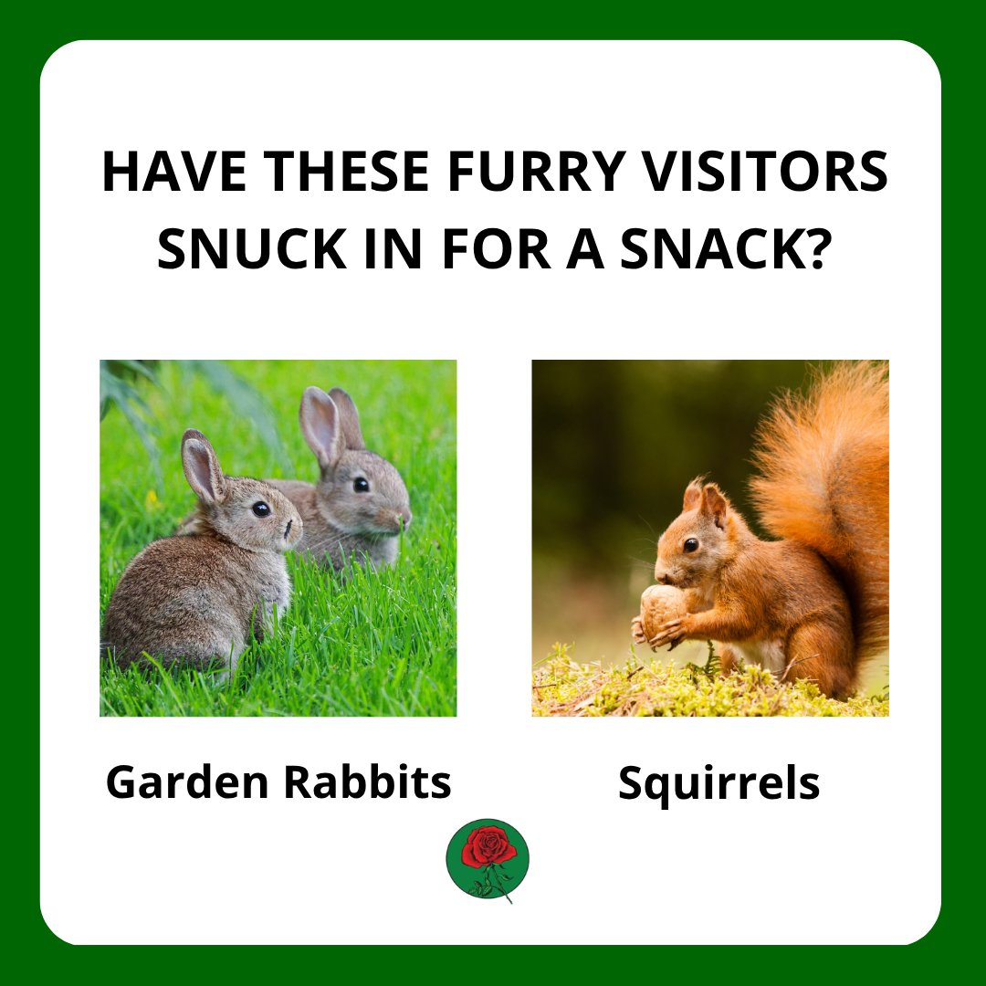 MuelleLandscape's tweet photo. ๐๐ฟ๏ธ Who doesnโt love a little wildlife in the garden? Garden rabbits and squirrels can be frequent visitors, adding plenty of life and personality to your outdoor space! ๐ฟ๐
.
.
.
.
#GardenWildlife #GardenLife #NatureInTheGarden #Gardening #OutdoorLiving #MuellerLandscape https://t.co/J8WDn76qxJ