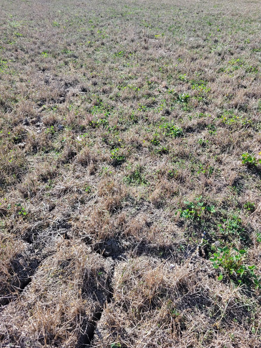 OPICOag's tweet photo. 🌱 The Alpego INVERSA IZ making light work of a tough re-seeding job!
After summer drought left the sward dead, weeds thriving and soil badly cracked, the INVERSA restored the field in a single pass.

🚜 180hp | 📏 3m | ⬇️ 3" | ⚡ 4kph | ⛽ 30L/ha

https://t.co/0qExMY6Jeh https://t.co/42YUQGUaeW