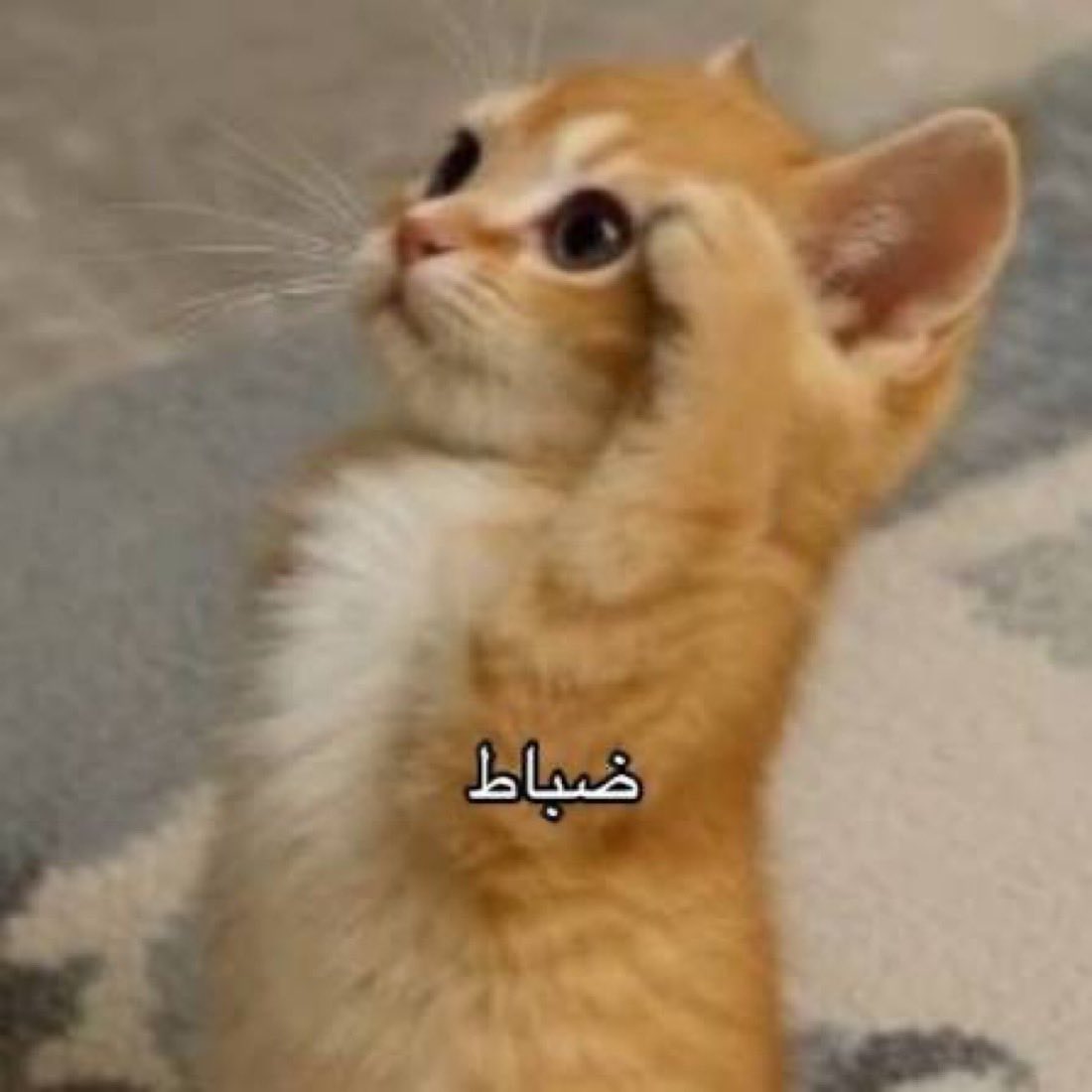 1321213_'s tweet photo. @_qzr1w حييي https://t.co/MPFU3S20Ha