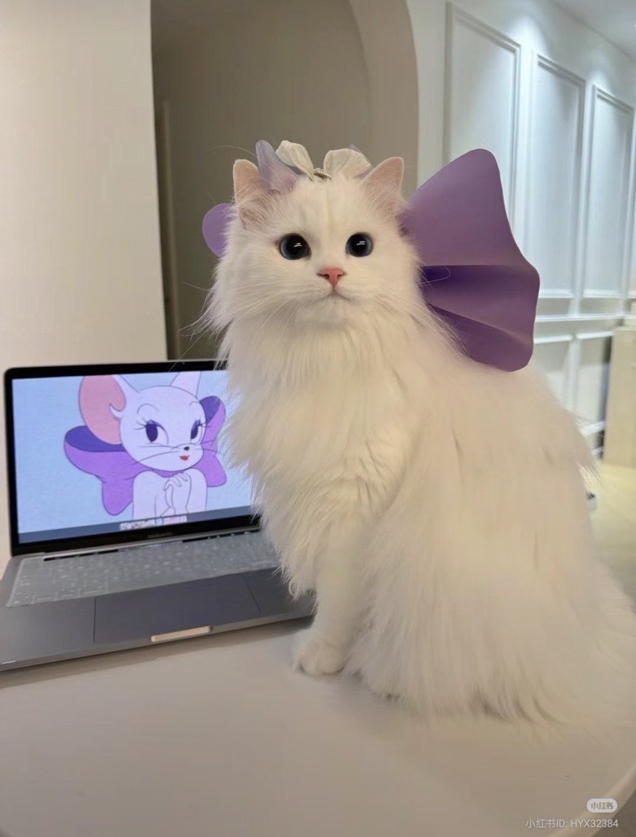 animal_kyawa_'s tweet photo. 美猫すぎる🥰 https://t.co/nsnCA3q0ch