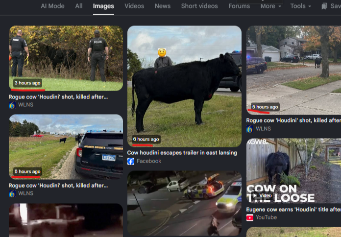 AlexandreRezek's tweet photo. Police officers shot and killed a cow named Houdini after it escaped its trailer???
THE POLICE KILLED THIS COW FOR NO REASON
Reports are saying that they struggled to immobilize the cow, so they decided to SHOOT HIM.
Due to the “inability to safely contain the animal and the ongoing risk to public safety,” the decision was made to euthanize the cow. The cow was shot and killed by local law enforcement.
https://t.co/MTMyBikvBi
police posting
https://t.co/G9VeLZyTGh