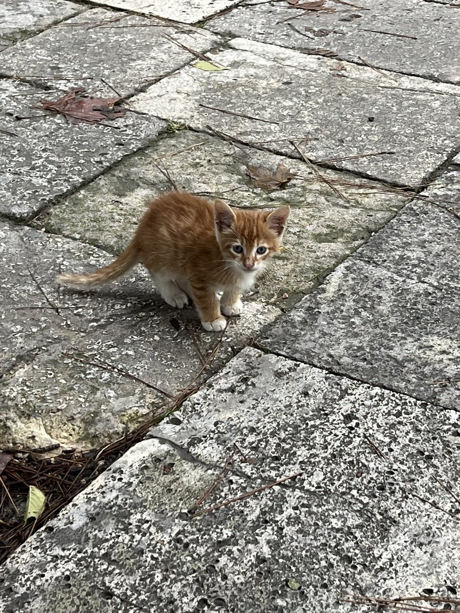 AsgardRoot's tweet photo. Made a kitten friend outside the mosque https://t.co/Co5J7qewEM