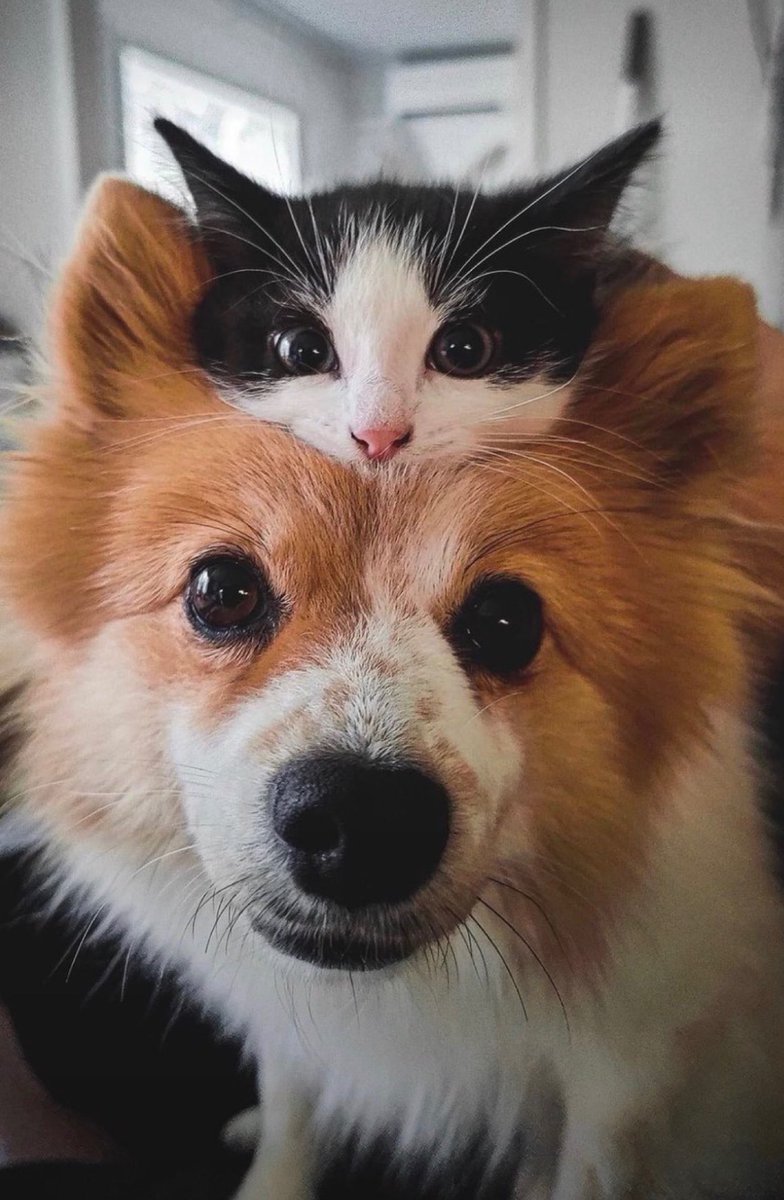 animal_kyawa_'s tweet photo. ワンコと猫の
完璧なツーショット📸 https://t.co/JmzGVzsjwI