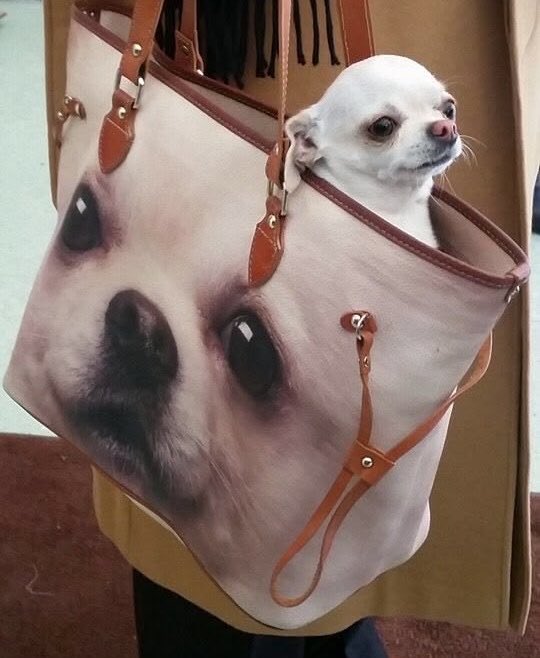iwonderstruck17's tweet photo. Taylor tenía tanta razón cuando escribió Actually Romantic y describió a esas “artistas” como un chihuahua en bolsa, porque si son, berrinchudas, groseras, con el ego tan grande que necesitan ir en una bolsa de protección porque se rompe bien fácil. https://t.co/vZg3oftfVF