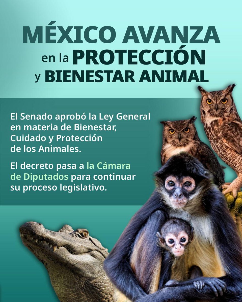 SEMARNAT_mx's tweet photo. ¡La protección y el bienestar de los animales son una responsabilidad compartida!

En el marco de la conmemoración de la Proclamación de la Declaración Universal de los Derechos de los Animales, destacamos un avance importante para México: el @senadomexicano aprobó la Ley General en materia de Bienestar, Cuidado y Protección de los Animales.

Esta iniciativa, que continuará su proceso legislativo en la Cámara de @Mx_Diputados, representa un paso hacia el fortalecimiento de la protección y el trato digno de los animales en nuestro país. 🦜🐒🐊

💚 ¡Sigamos construyendo un México que respete y proteja todas las formas de vida!

#SomosMedioAmbiente