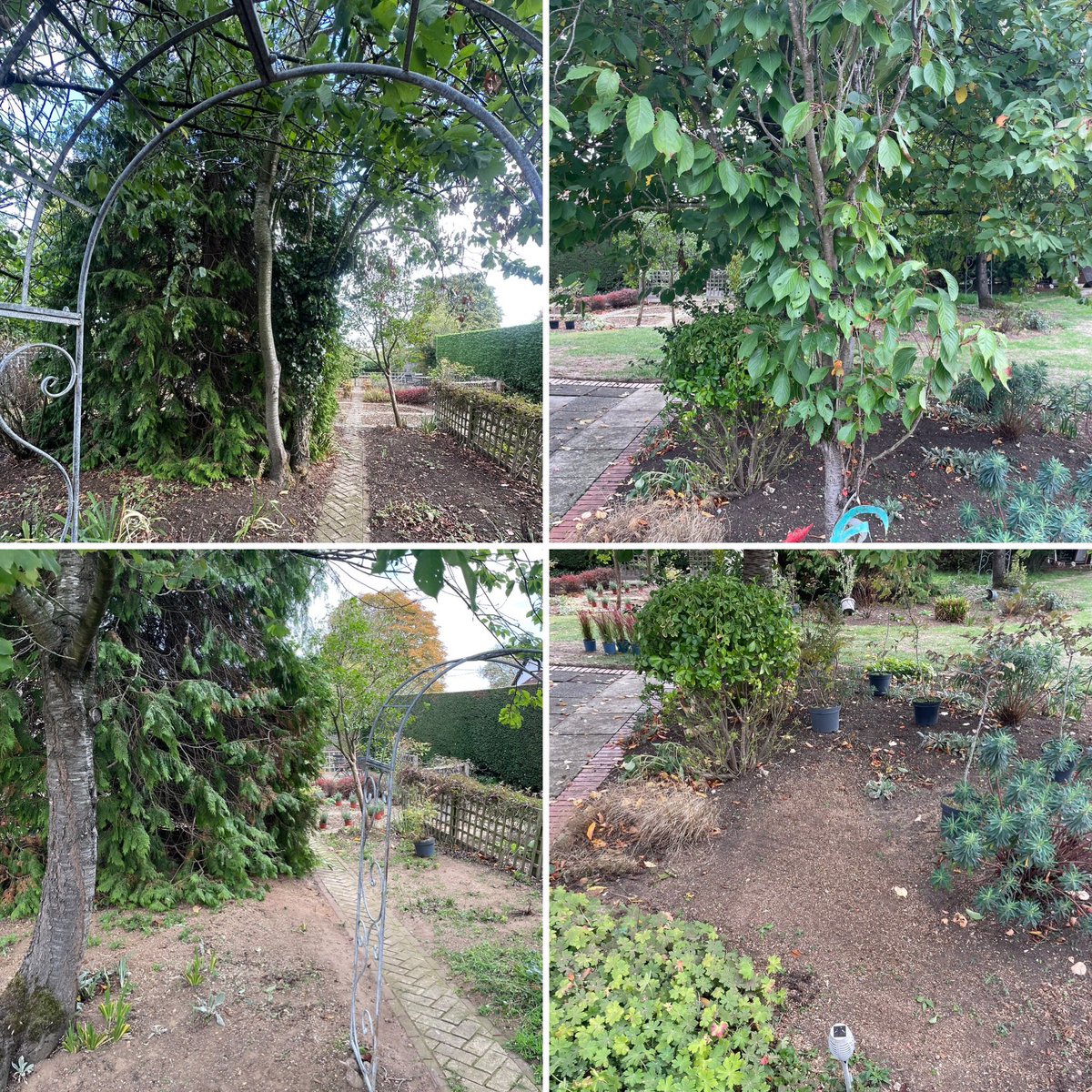 MasonsTree's tweet photo. X2 cherry 🍒 trees felled &amp; stumps ground out for CTM Contracting ltd in #Bradwell, #Essex. https://t.co/dUTUMEW4TE