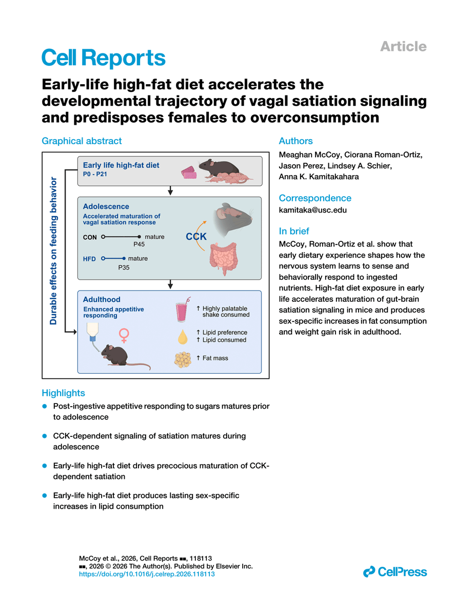 CellPressNews's tweet photo. "Early-life high-fat diet accelerates the developmental trajectory of vagal satiation signaling and predisposes females to overconsumption." 

Learn more in Cell Reports: https://t.co/Ju9vRLEJiE

Anna Kamitakahara &amp; colleagues
@CellReports https://t.co/xBbHHQDp5x