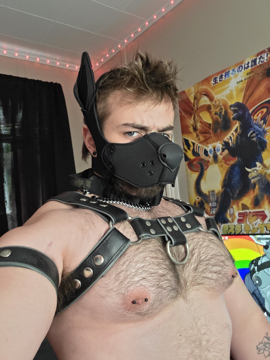 HIMBOFORLUNCH's tweet photo. Such a gear hound https://t.co/He6i5LqyDi