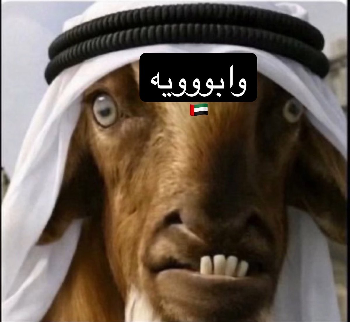 eeqql's tweet photo. @MBZx_1971 لحمتنا مرّة اذا قال 

نيحن دولة الحماراتية

اووونه نيحن دولة الخمّاراتيه https://t.co/3tC7Dy7mnS