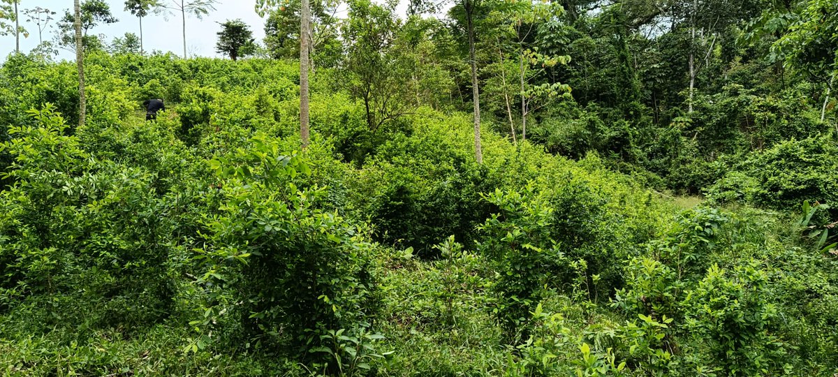 PoliciaHonduras's tweet photo. #ÚLTIMAHORA | Agentes antidrogas localizan más de 320 mil arbustos de hoja de coca en Olancho. 

Inicia el proceso investigativo y de destrucción de las mismas. 
#NoticiaEnDesarrollo https://t.co/RXST0WsYRu